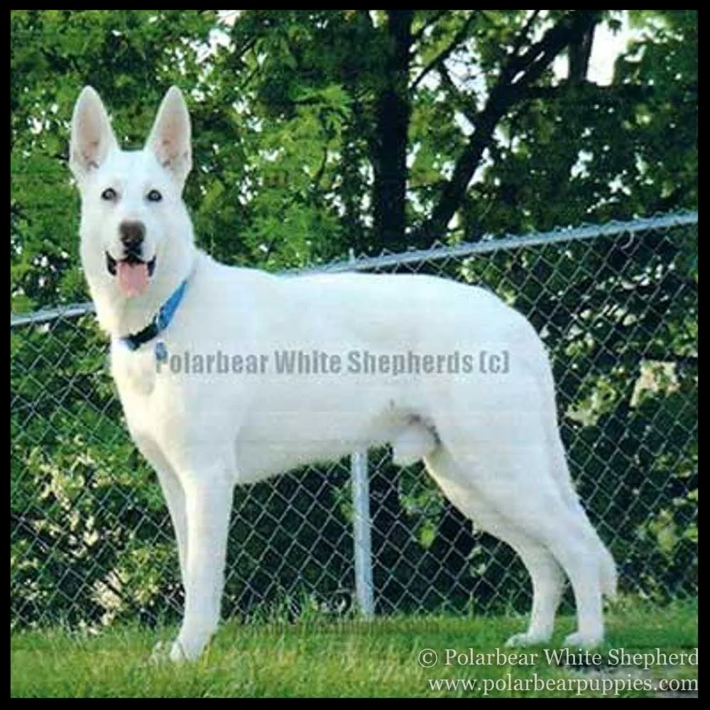 Giant white german shepherd best sale